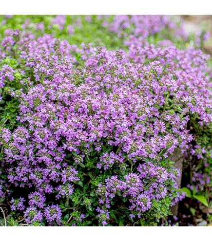 10000 x Dwarf Creeping Thyme herb Seeds - Thymus serpyllum